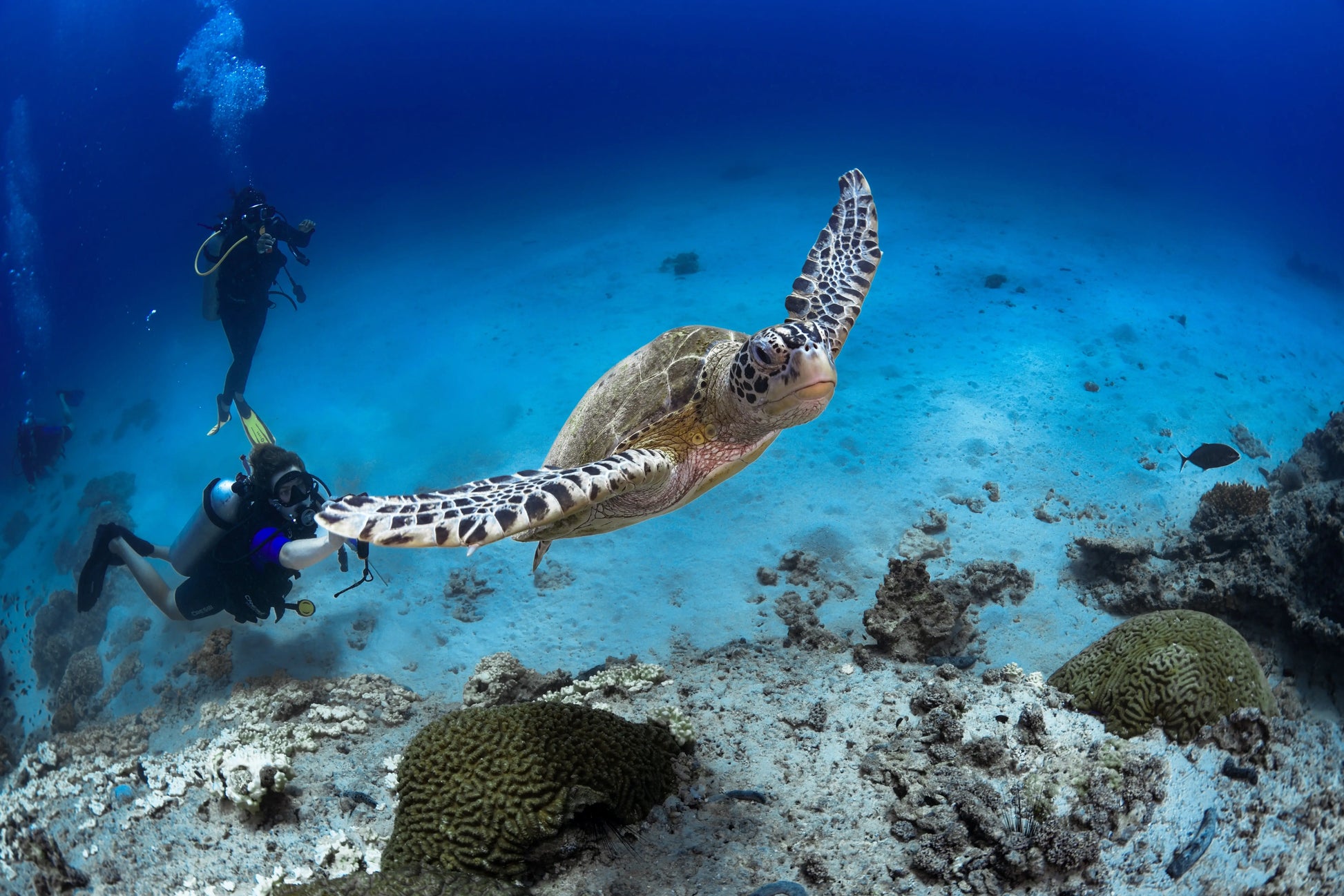 oman  sea life