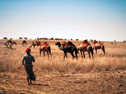 camels oman